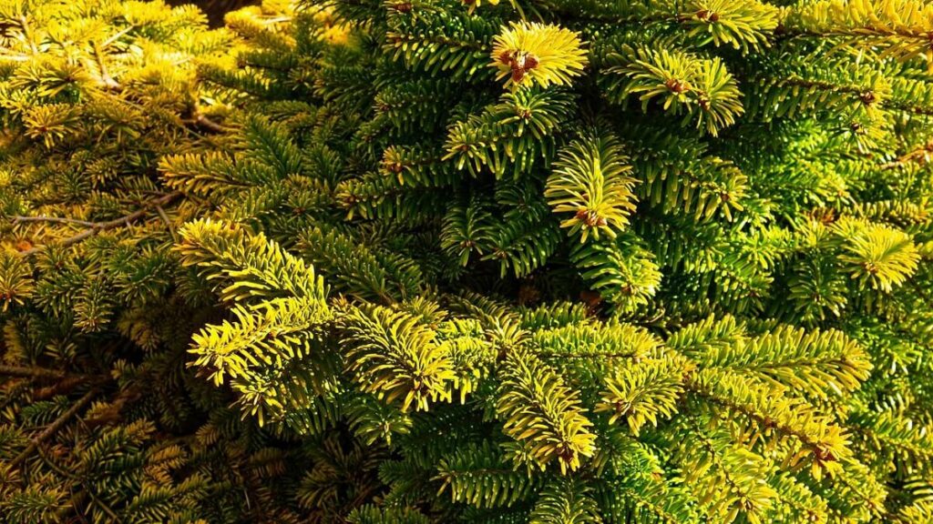 Como cuidar de pinheiro: Veja dicas essenciais para cultivar corretamente! 3 Como cuidar de pinheiro