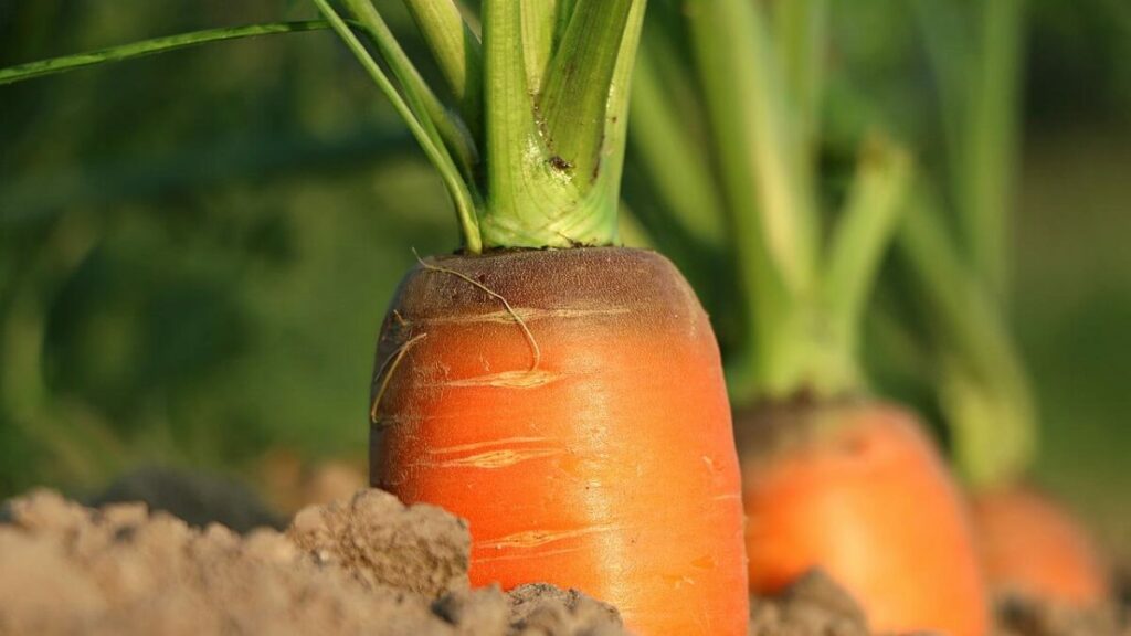Como plantar cenoura: Veja o passo a passo e cultive cenouras orgânicas! 1 Como plantar cenoura