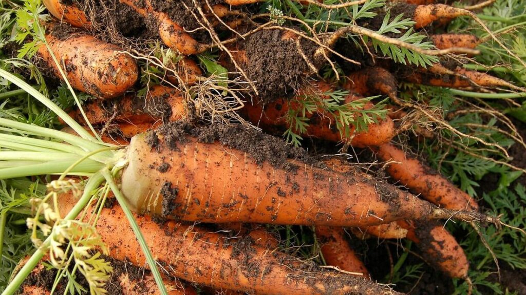 Como plantar cenoura: Veja o passo a passo e cultive cenouras orgânicas! 2 Cenouras com terra recém colhidas