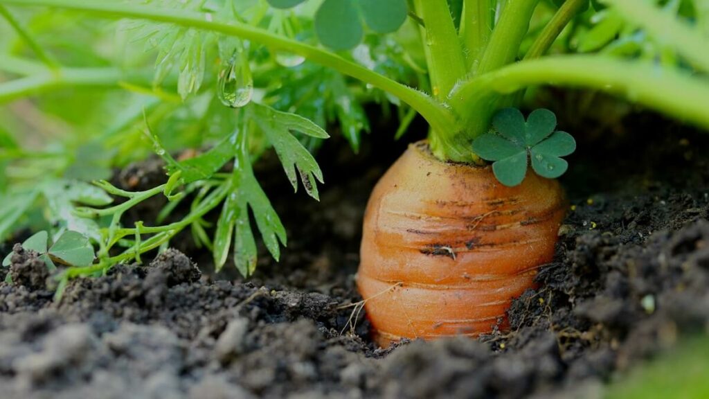 Como plantar cenoura: Veja o passo a passo e cultive cenouras orgânicas! 3 Cenoura plantada no solo