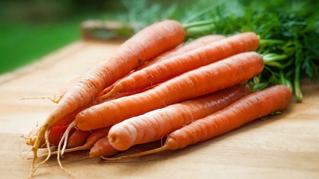 Como plantar cenoura: Veja o passo a passo e cultive cenouras orgânicas! 4 Grandes cenouras colhidas, com fundo desfocado