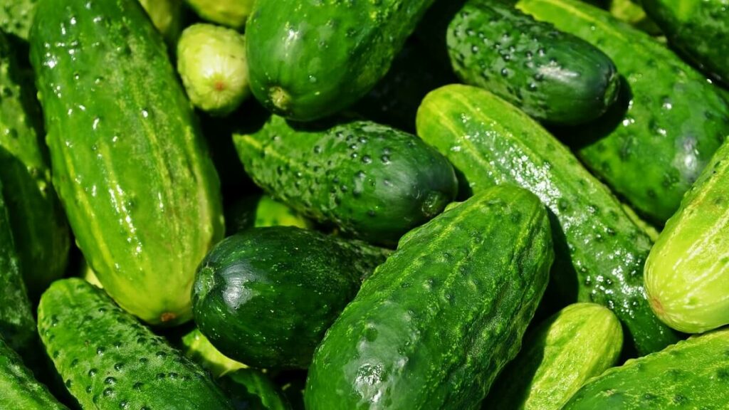 Como plantar pepino: 11 dicas do plantio a colheita (Guia Completo) 4 Diversos pepinos recém colhidos