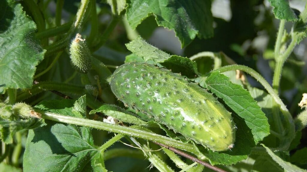 Como plantar pepino: 11 dicas do plantio a colheita (Guia Completo) 1 Como plantar pepino