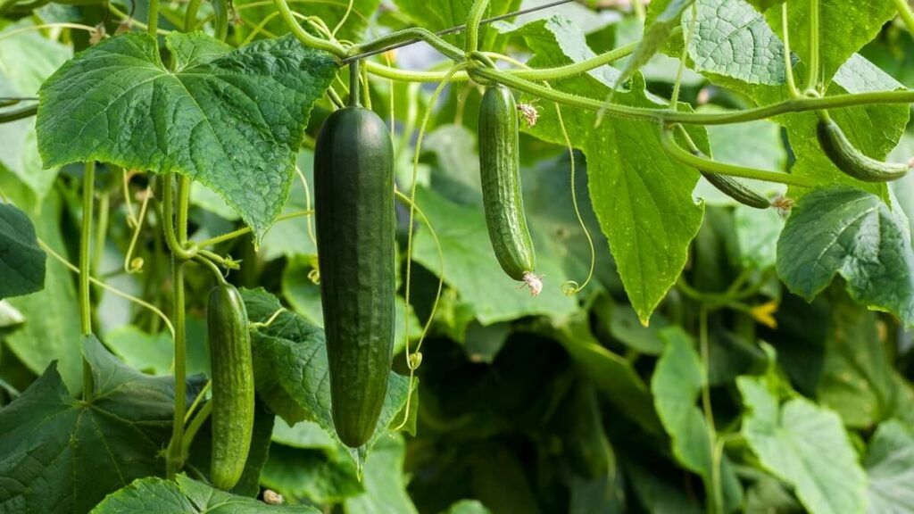 Como plantar pepino: 11 dicas do plantio a colheita (Guia Completo) 3 Pepineiro com muitos pepinos