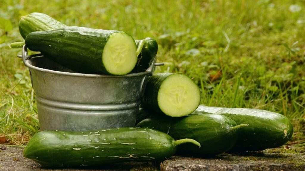 Como plantar pepino: 11 dicas do plantio a colheita (Guia Completo) 5 Pepinos recém colhidos e cortados ao meio