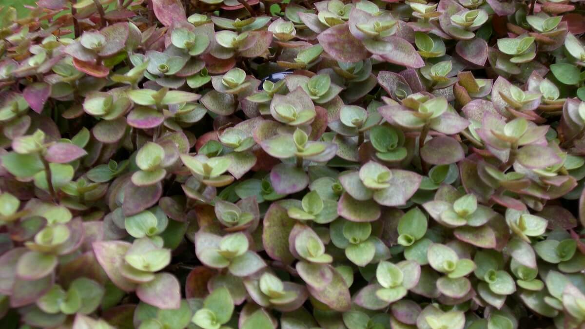 Folhas da planta dinheiro em penca