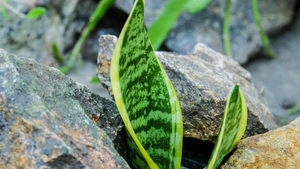 Folha de uma Espada de São Jorge em meio a pedras