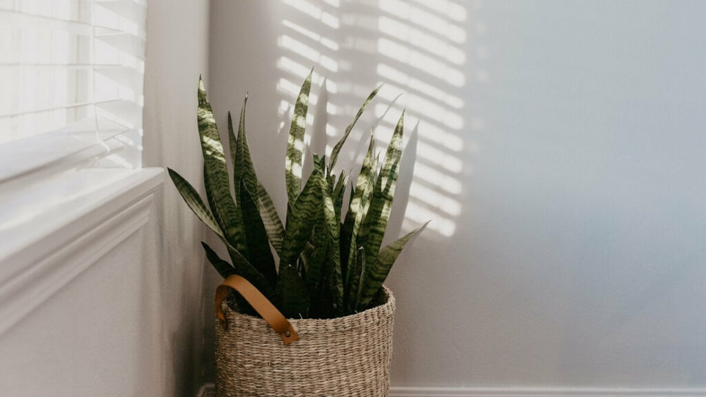 Espada de São Jorge plantada em um aso de palha