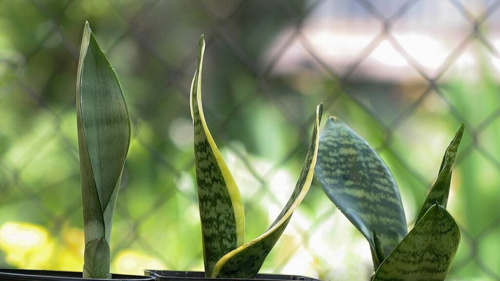 Folhas da planta Espada de São Jorge