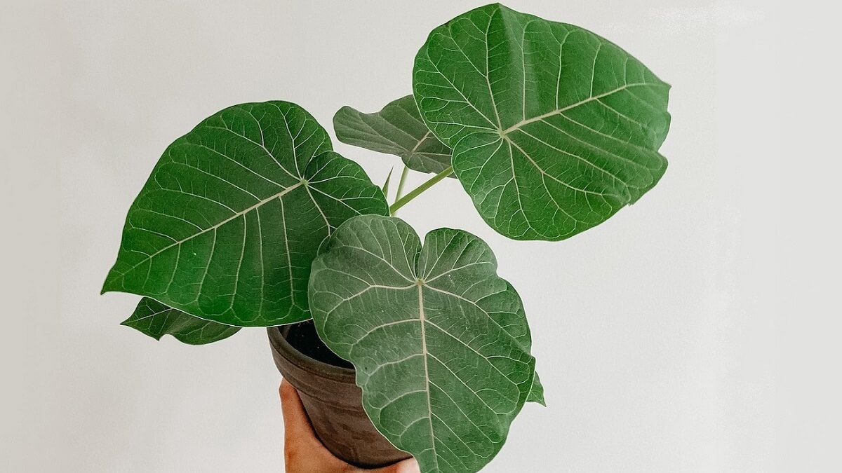 Folhas largas da planta Ficus Lyrata em um vaso com fundo branco