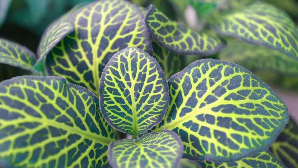 Fitônia verde escuro com detalhes em verde claro