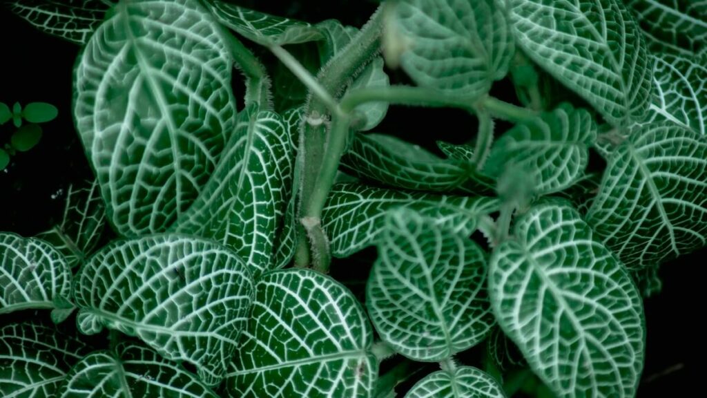 Fitônia em tons de verde forte