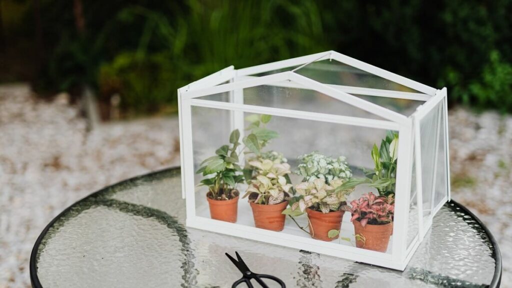 Vasos de Fitônia com pequenas mudas