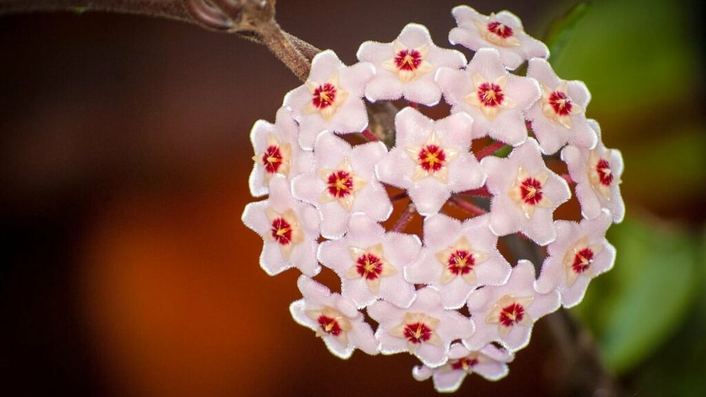 Flor de cera branca com meio vermelho e amarelo