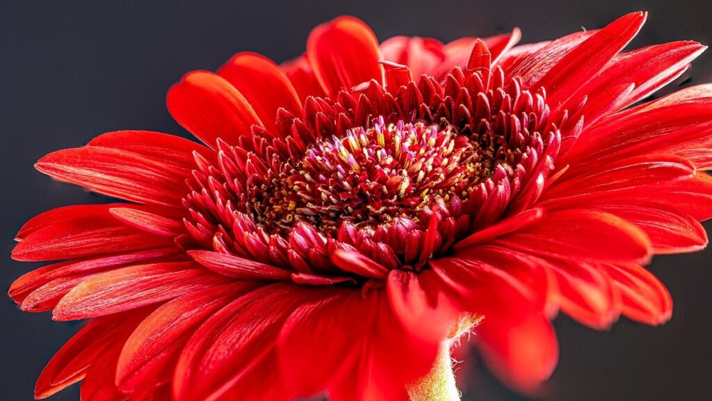 Gérbera como cuidar: Confira dicas de cultivo e decoração! 1 Gérbera vermelho escuro com fundo preto