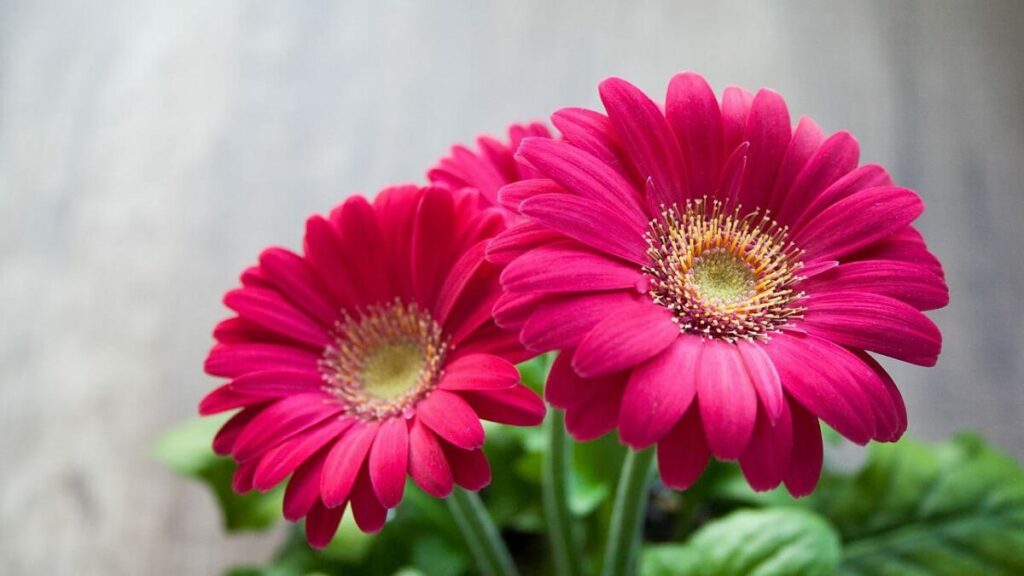 Gérbera como cuidar: Confira dicas de cultivo e decoração! 5 Gérberas rosas com folhagens ao fundo