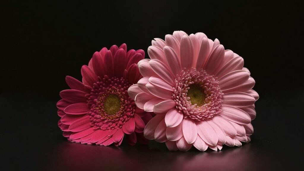 Gérbera como cuidar: Confira dicas de cultivo e decoração! 3 Gérbera rosa claro ao lado de gérbera com tons mais escuros em um fundo preto