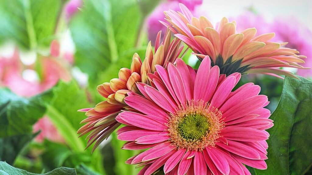 Gérbera como cuidar: Confira dicas de cultivo e decoração! 4 Diversos tons de Gérbera como cuidar