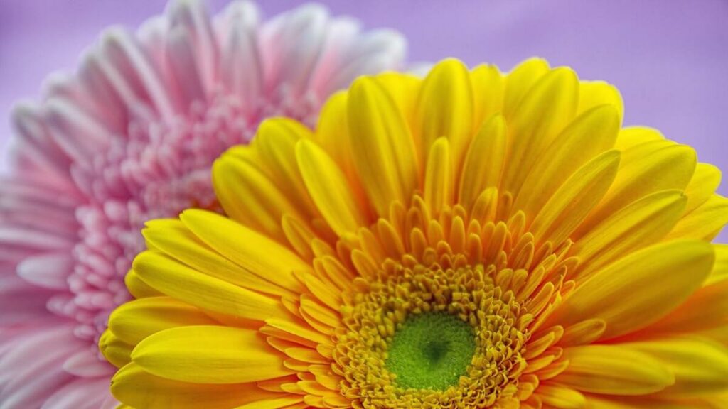 Gérbera como cuidar: Confira dicas de cultivo e decoração! 2 Gérbera amarela e rosa ao fundo