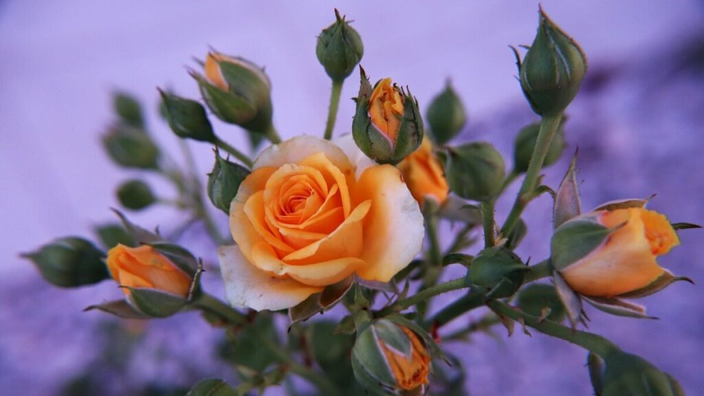 Mini roseira como cuidar: 13 dicas para mantê-las lindas e saudáveis! 3 Mini roseira com tons alaranjados