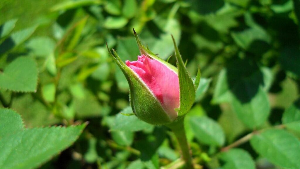 Mini roseira como cuidar: 13 dicas para mantê-las lindas e saudáveis! 2 Mini roseira como cuidar, flor em botão