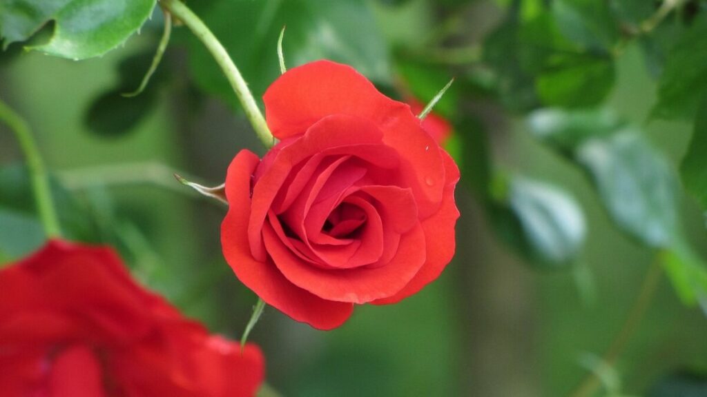 Mini roseira como cuidar: 13 dicas para mantê-las lindas e saudáveis! 5 Mini roseira como cuidar