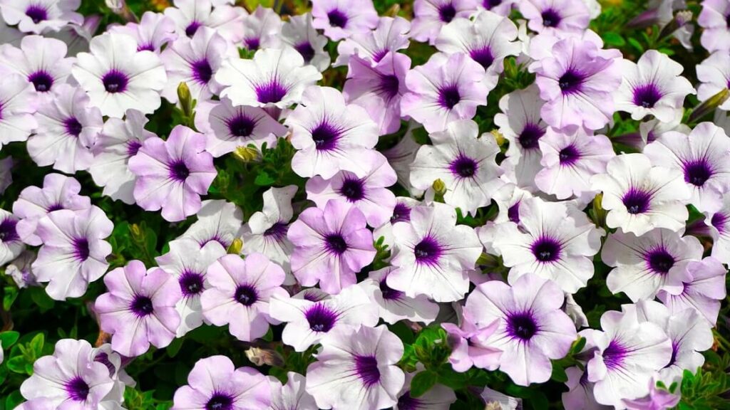 Petúnia como cuidar: 13 dicas fundamentais de cultivo 6 Petúnias brancas com detalhes em roxo