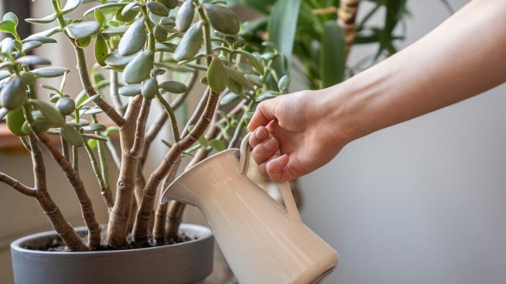 Planta Jade como cuidar: 13 dicas para cultivar corretamente! 3 Pessoa colocando água em uma planta jade como cuidar