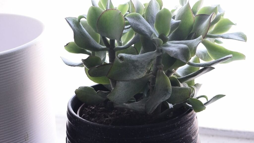 Planta Jade como cuidar: 13 dicas para cultivar corretamente! 5 Vaso com uma planta jade e muita luz ao fundo