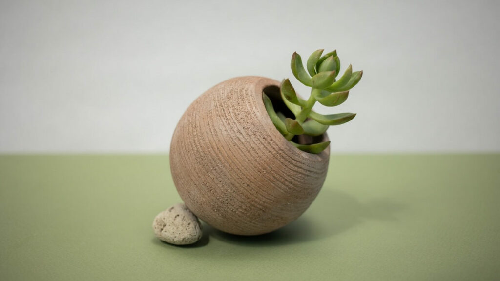 Planta Jade como cuidar: 13 dicas para cultivar corretamente! 2 Planta Jade como cuidar em vasos
