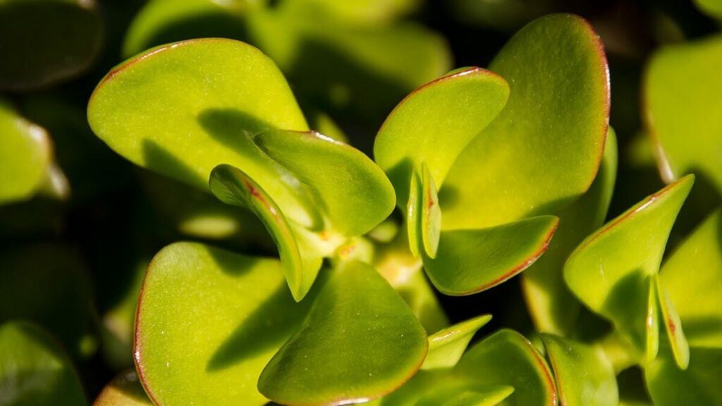Planta Jade como cuidar: 13 dicas para cultivar corretamente! 1 Planta Jade
