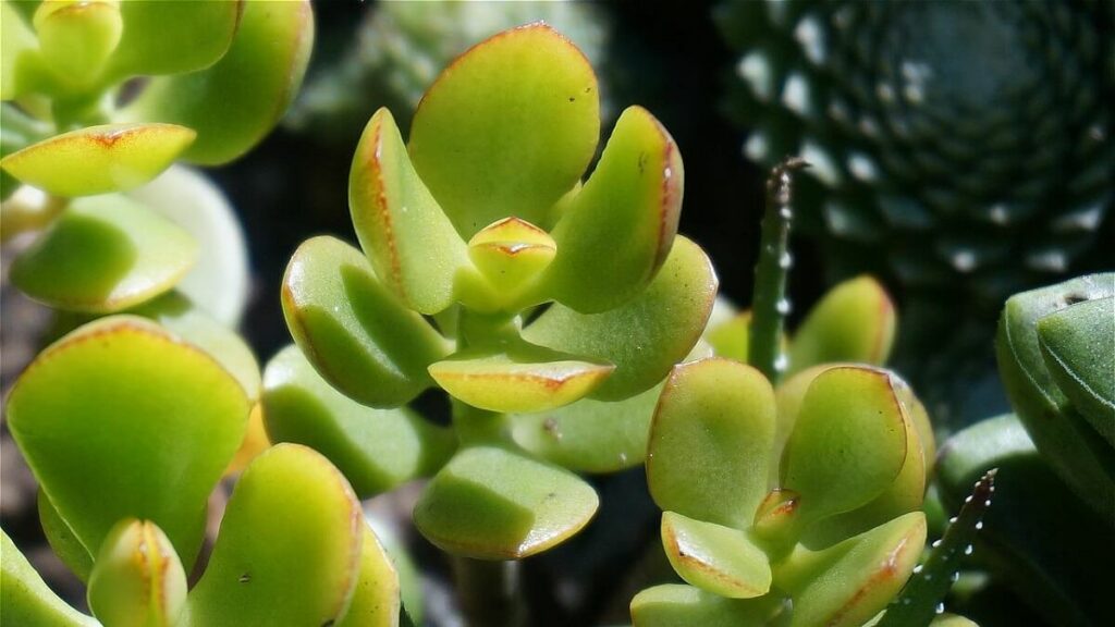 Planta Jade como cuidar: 13 dicas para cultivar corretamente! 4 Planta Jade como cuidar