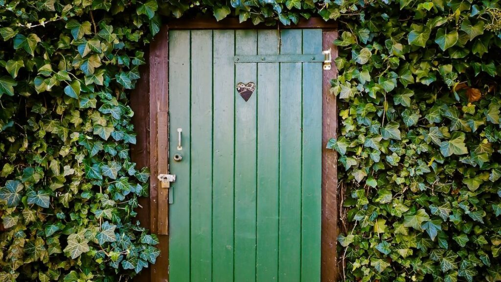 Planta jiboia como cuidar: 15 dicas de cultivo e de decoração com a planta! 3 Planta jiboia em volta de uma porta verde