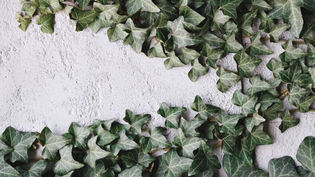 Planta jiboia como cuidar: 15 dicas de cultivo e de decoração com a planta! 5 Planta Jiboia como cuidar