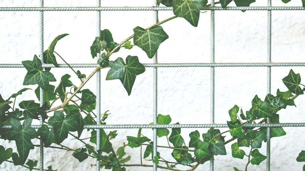 Planta jiboia como cuidar: 15 dicas de cultivo e de decoração com a planta! 1 Planta jiboia como cuidar da trepadeira em uma grade de ferro