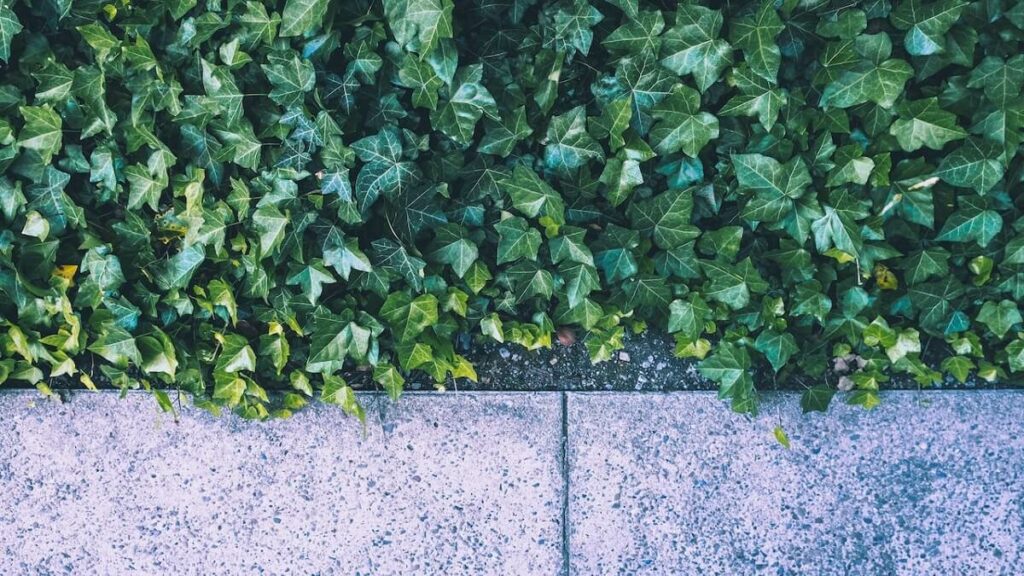 Planta jiboia como cuidar: 15 dicas de cultivo e de decoração com a planta! 6 Planta jiboia no chão ao lado de uma calçada