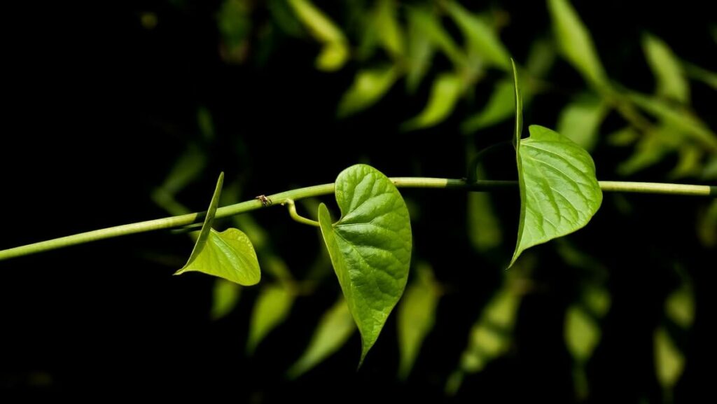 Planta jiboia como cuidar: 15 dicas de cultivo e de decoração com a planta! 2 Ramos da planta jiboia com fundo preto