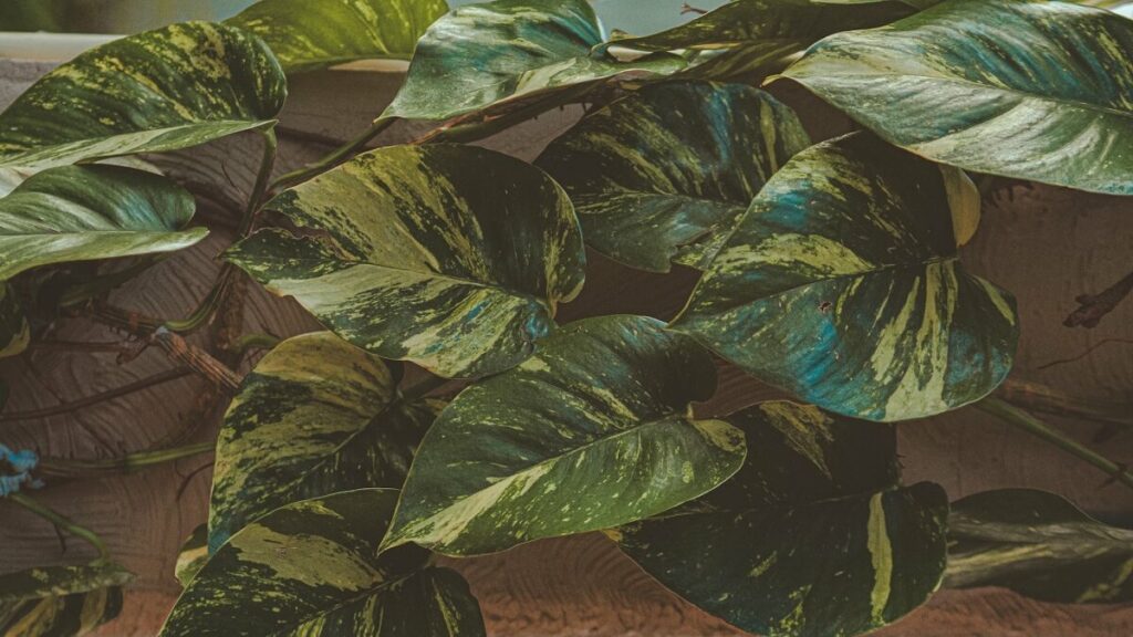 Planta jiboia como cuidar: 15 dicas de cultivo e de decoração com a planta! 4 Folhas de uma espécie da planta jiboia como cuidar
