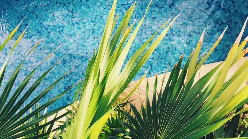 Folhas de ráfia com piscina ao fundo