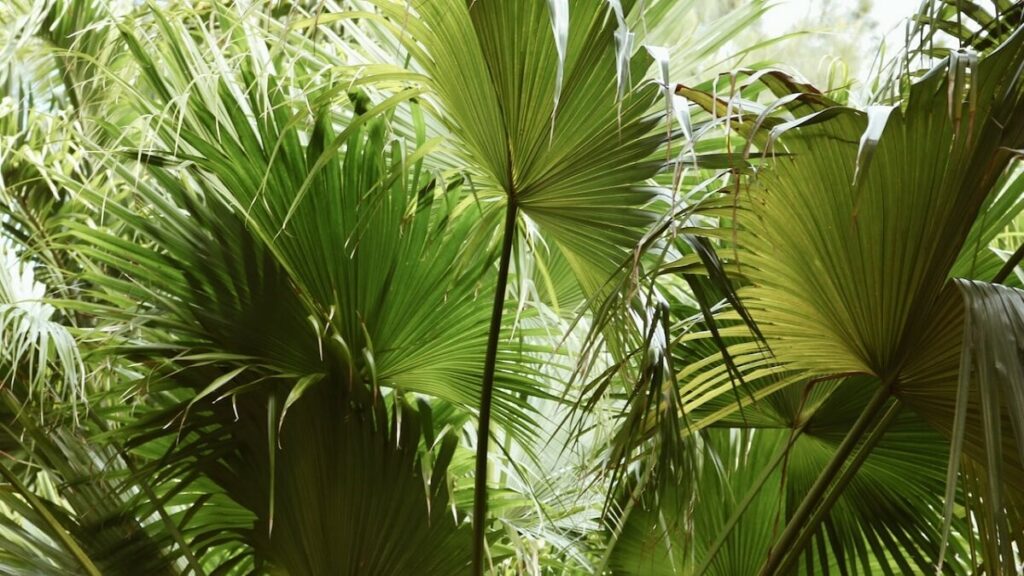 Diversas plantas de ráfia