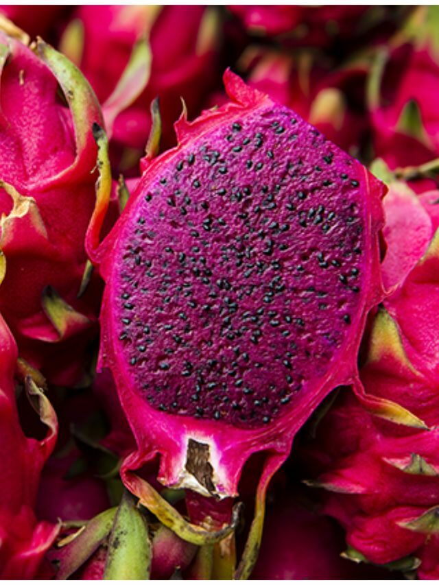 Como Plantar Pitaya na sua casa! Passo a Passo Completo!
