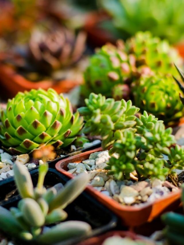 Aprenda a Como Plantar Suculentas na sua casa: Guia passo a passo!