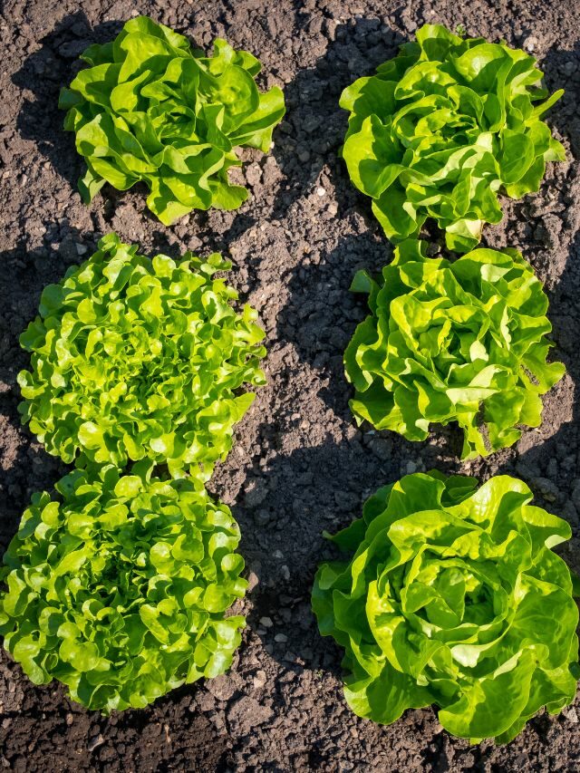 Como Plantar Alface: 10 Passos de Como Cultivar sua hortaliça!