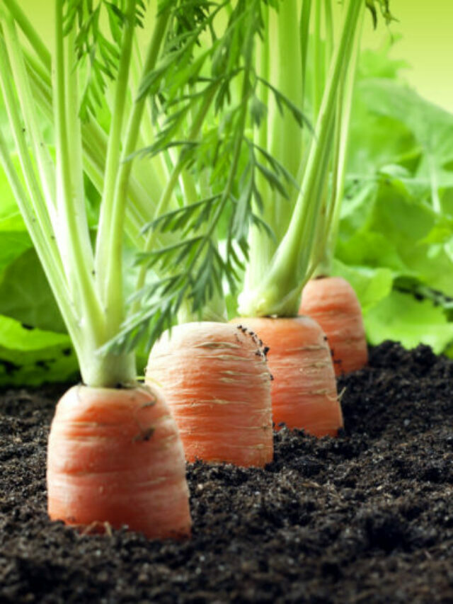 Como Plantar Cenoura em Casa: passo-a-passo completo!
