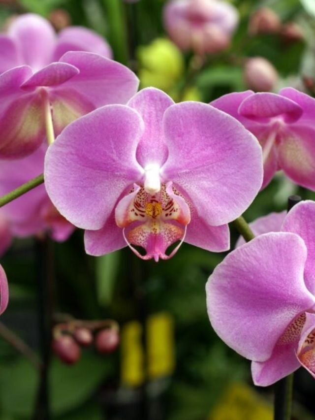Como plantar orquídeas em casa? Veja o passo-a-passo completo!