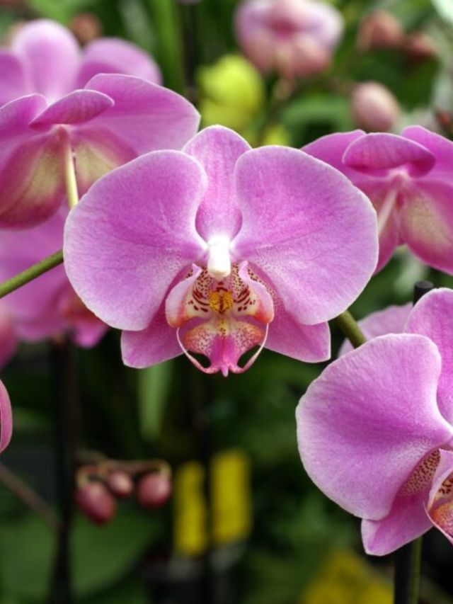 Orquídeas rosas plantadas
