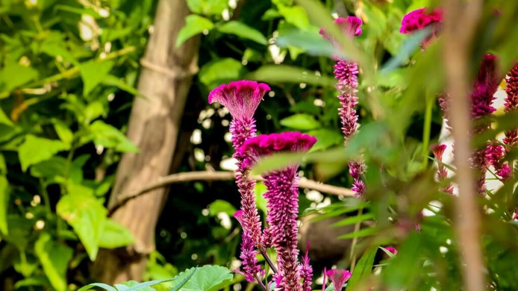 Celósia como cuidar: Veja as 15 dicas fundamentais 5 Celósia rosa em meio a outras plantas