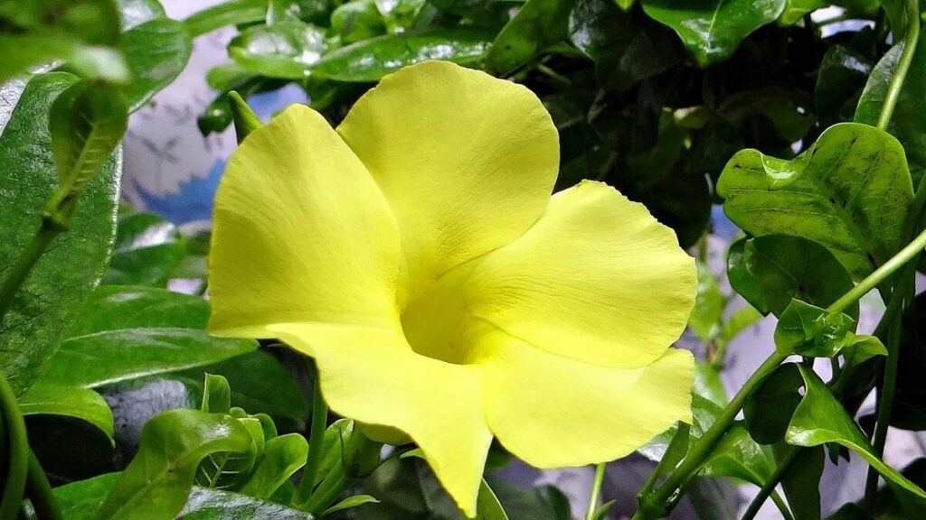 Dipladênia amarela com folhas ao fundo