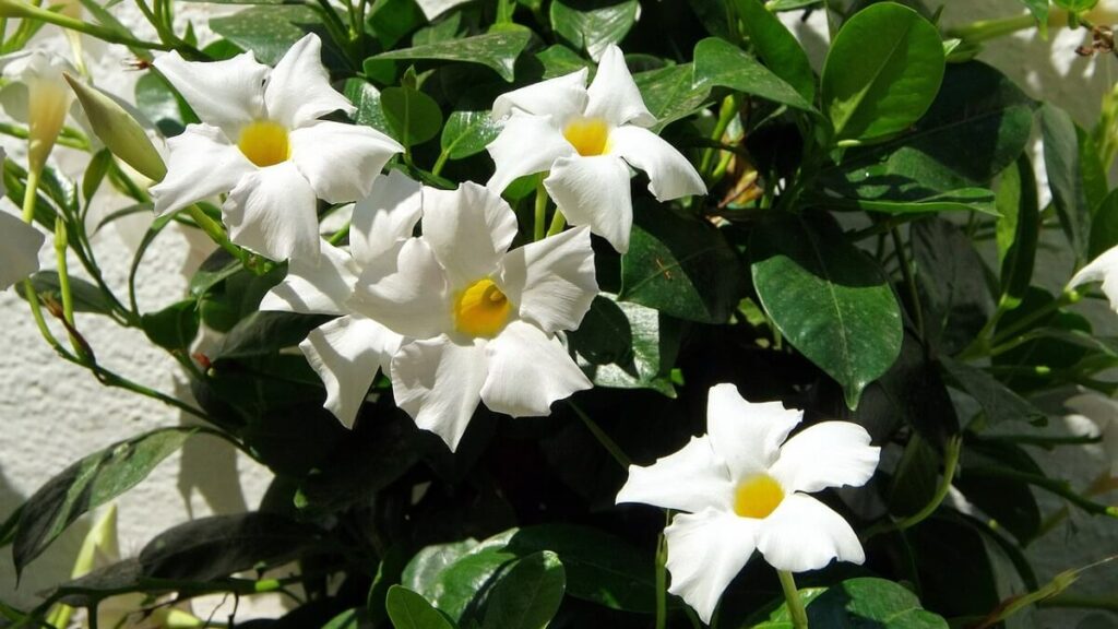 Dipladênia branca com folhas ao fundo