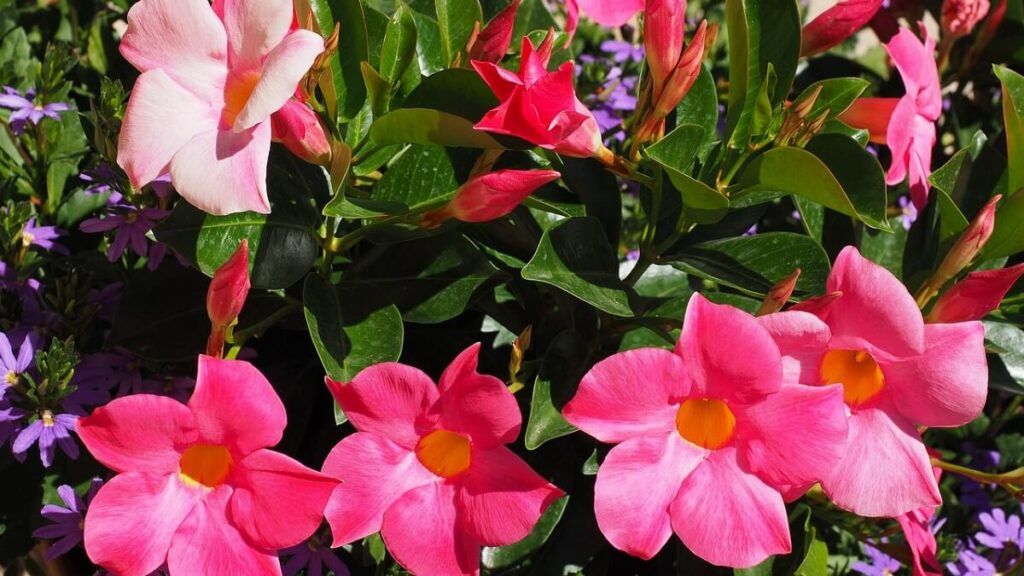 Dipladênia rosa com folhas ao fundo